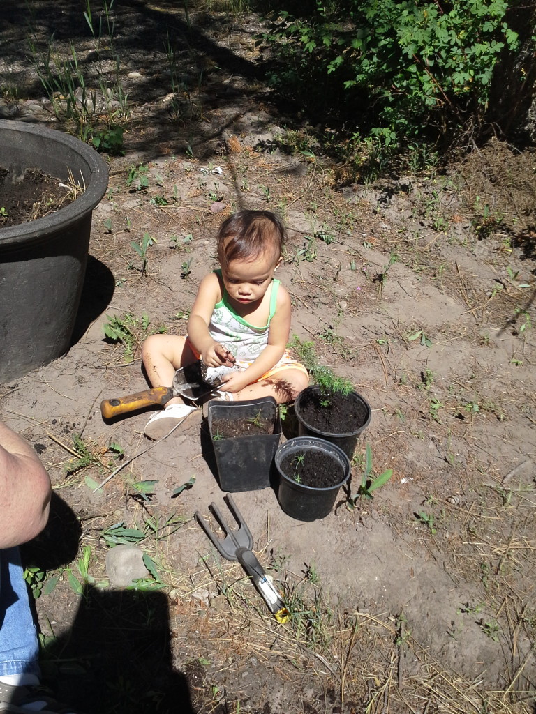 Antoinette before throwing a tantrum (because she wants to pull out the little pine trees from their pots). 06 June 2015