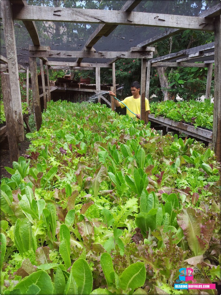 Bohol Bee Farm - created by the heavens - carved by a woman named Vicky - lettuce - readingruffolos